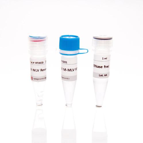 M-MLV Reverse Transcriptase