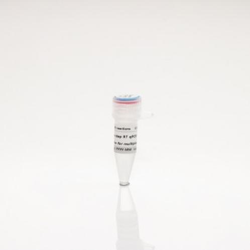 TOPreal™ One-step RT qPCR kit